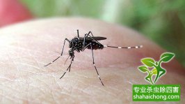 寨卡病毒蔓延全球或成真，家里如何做到?jīng)]蚊子