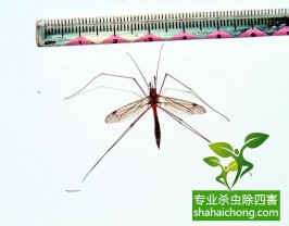 夏天蚊子防治20招，徹底遠離蚊子的危害