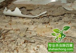 深圳白蟻防治白蟻對農(nóng)作物、林木及園藝作物的危害