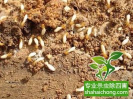 深圳白蟻防治公司介紹化學方法防治白蟻