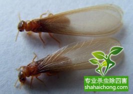 深圳白蟻防治：預防白蟻后，殘留的藥水會對人有毒嗎？