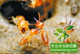 深圳白蟻防治公司：白蟻吃什么，白蟻的食物