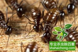 深圳白蟻防治：主要通過“爬、飛、帶”三種途徑入侵居民家