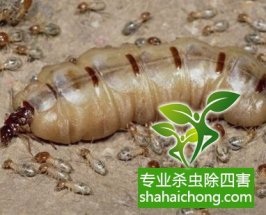 深圳白蟻防治白蟻來襲，房門咬出個大窟窿
