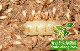 深圳白蟻防治：主要生活在木材或樹干、樹根內