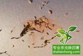 深圳白蟻防治公司 白蟻飛光了，是不是就不要防治了？-