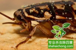 深圳滅蟑螂除四害公司專業(yè)酒店酒樓餐飲廚房家庭滅蟑螂-怎么樣滅除蟑螂的方