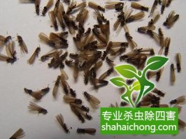 深圳白蟻防治公司,建筑白蟻應(yīng)該如何預(yù)防？