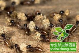 深圳白蟻防治白蟻對木質(zhì)用品的肆意侵襲，成了裝修后業(yè)主們的一塊心病