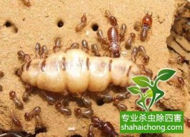 深圳白蟻防治公司的殺蟲業(yè)務(wù)范圍